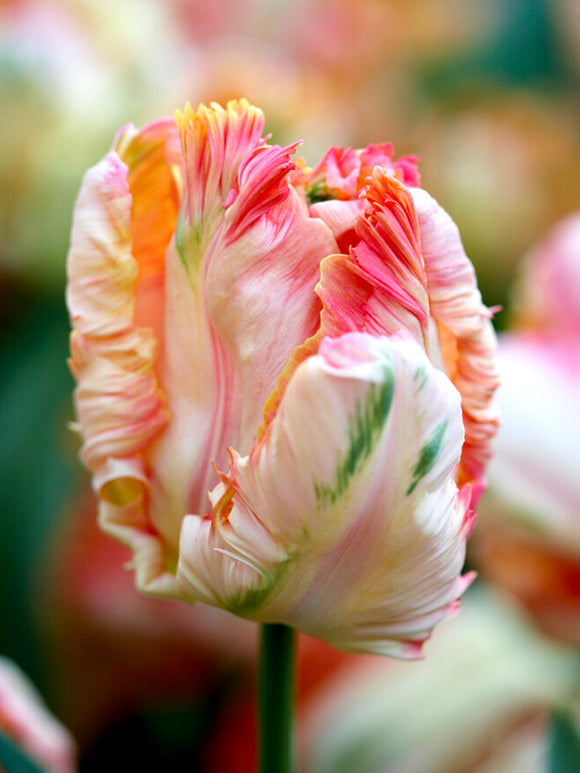 Tulip Apricot Parrot Flower Bulbs