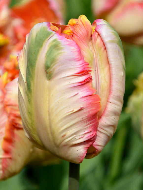 Tulip Apricot Parrot Bulbs