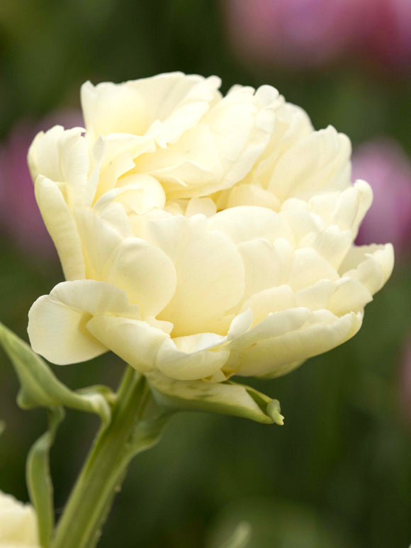 Double Cream Peony Tulip Avant Garde