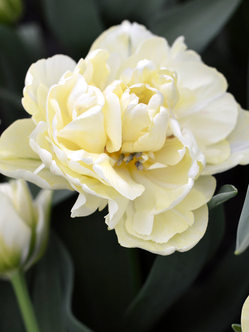 Tulip Avant Garde - Double Cream Flowers