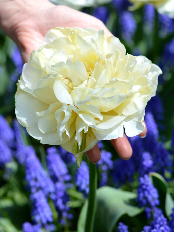 Tulip bulbs - Avant Garde - Cream petals - Doubles