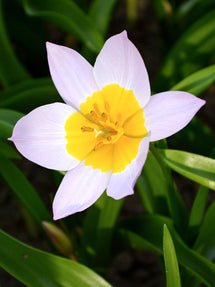 Tulip Lilac Wonder