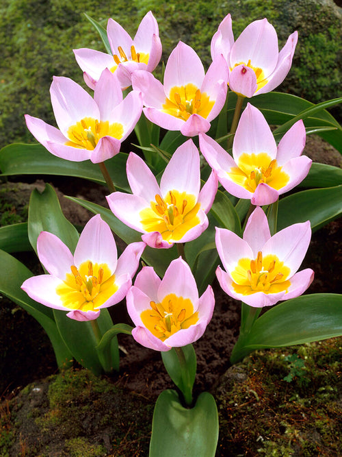 Tulipa Bakeri Lilac Wonder