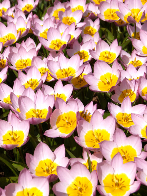 Tulip Bakeri Lilac Wonder is an amazing ground cover