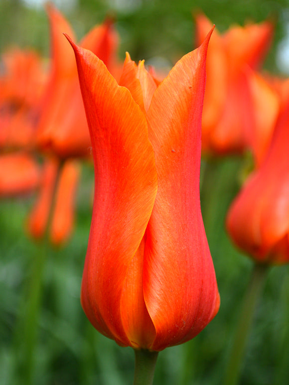 Orange Lily Flowering Tulip Ballerina