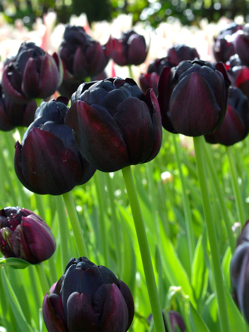 Peony Double Late Tulip Black Hero Bulbs