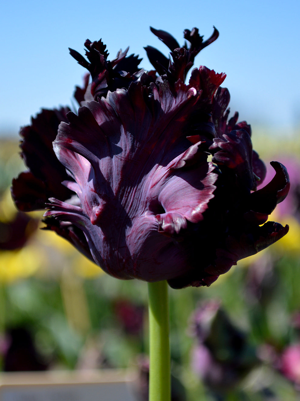 Tulipa black parrot - bulbes à fleurs x14 - tulipe perruche