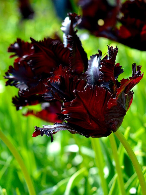 Tulip Black Parrot bulbs