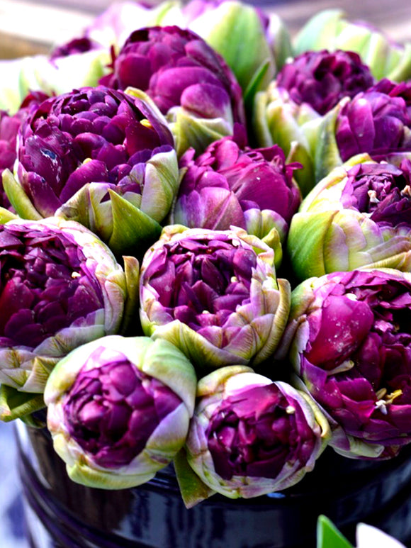 ice cream purple tulip, peony double WOW