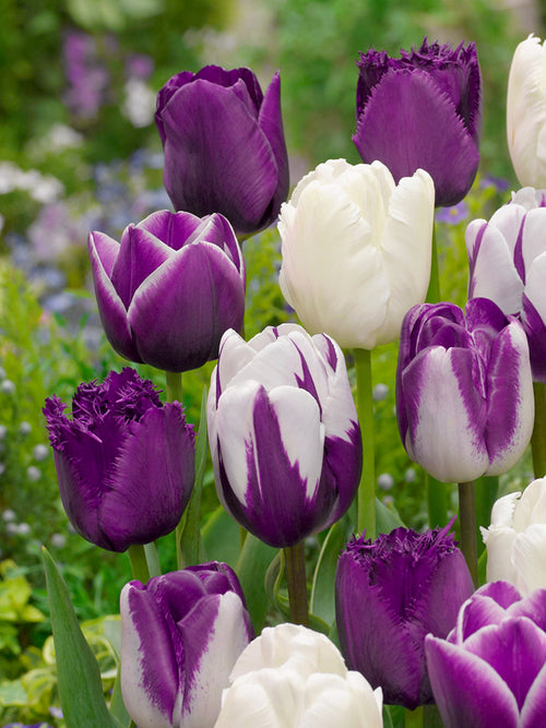 Tulip Blueberry Snow Collection, a mix of different colors including white, lilac and purple.