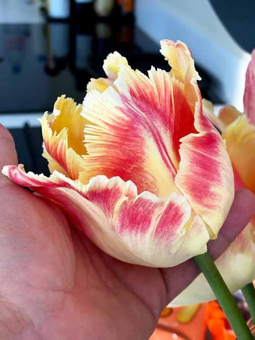 Creamy and Pink Parrot Tulip Flower Bulbs Blushing Parrot