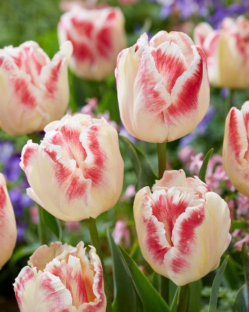 Creamy and Pink Parrot Tulip Flower Bulbs Blushing Parrot