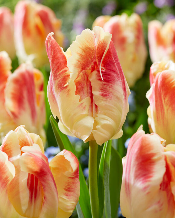 Blushing Parrot Tulip Creamy and Pink Parrot Tulip Flower Bulbs