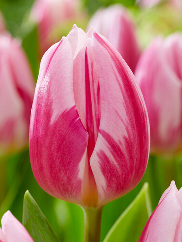 Tulip Bojangles