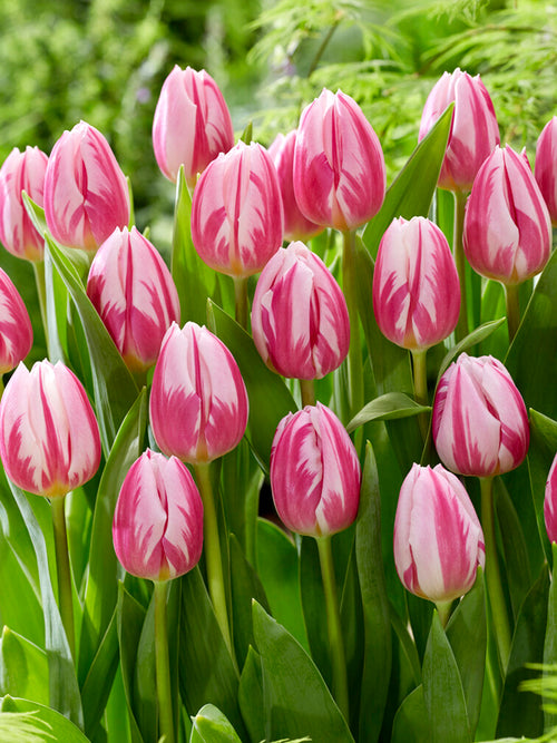 Tulip Bojangles