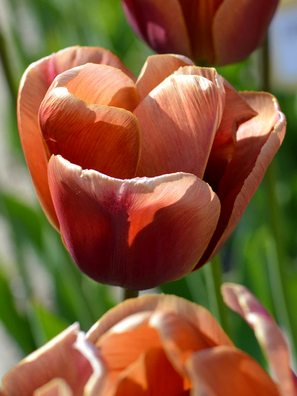 Tulip Brown Sugar Unique Tulip Bulbs for Fall Planting