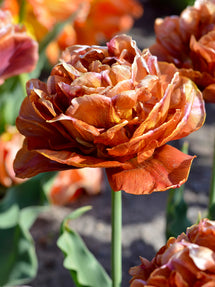Tulip Brownie