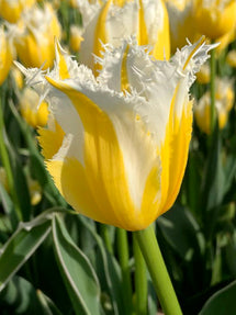 Tulip Burning Flame