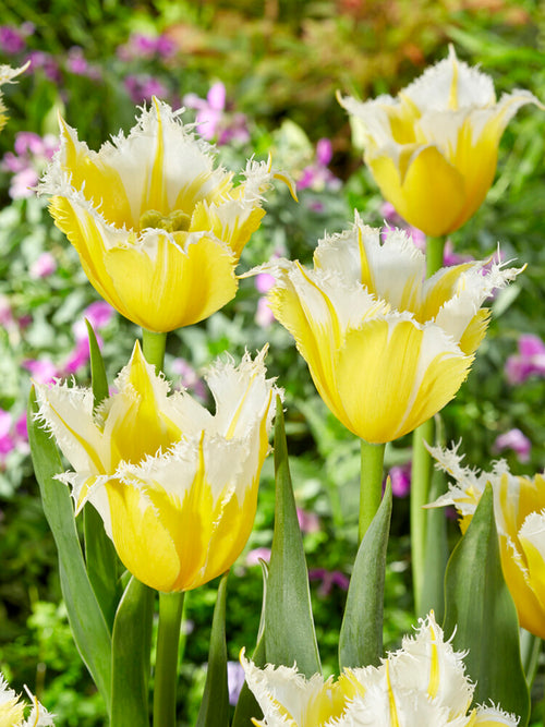 Tulip Burning Flame