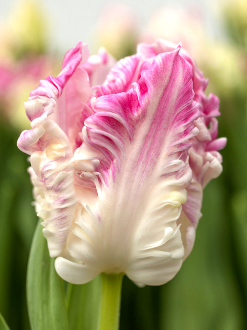 Tulip Cabanna Parrot - DutchGrown Flower Bulbs