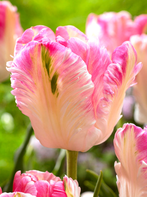 Tulip Cabanna Parrot White and Pink
