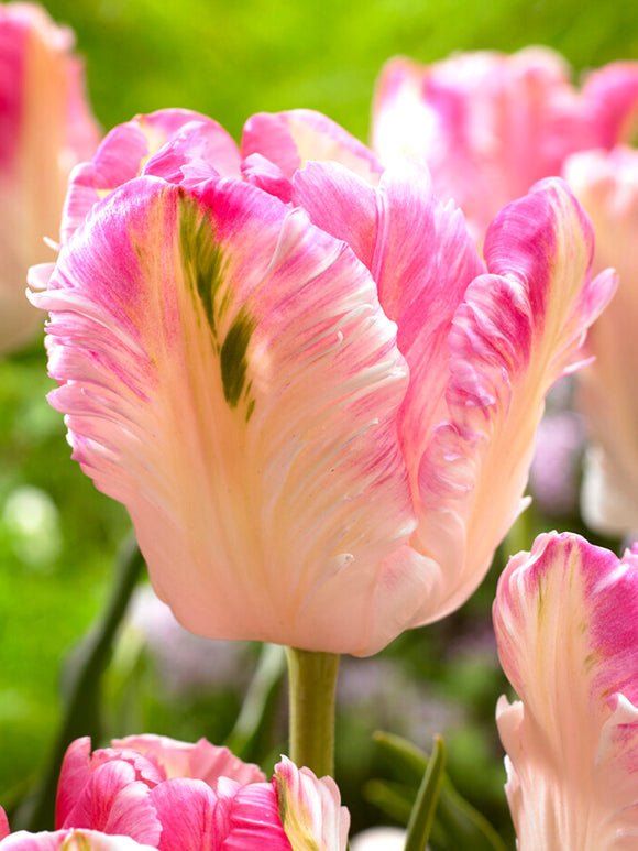 Tulip Cabanna Parrot White and Pink