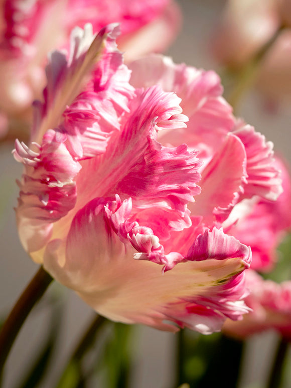 Tulip Cabanna Parrot - DutchGrown - White and Pink Flowers