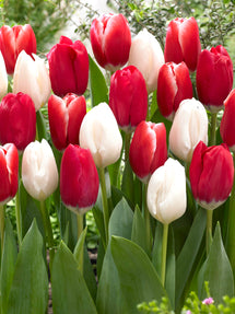 Tulip Candy Cane Collection