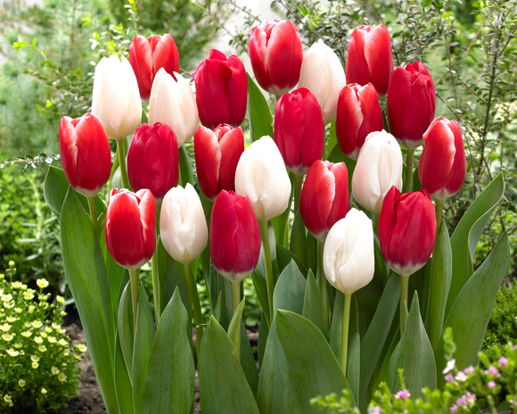 Tulip Candy Cane Collection - Red and White Mix - DutchGrown 