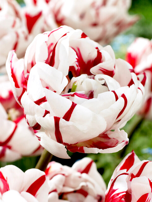 Double Peony Tulip White and Red Carnival de Nice
