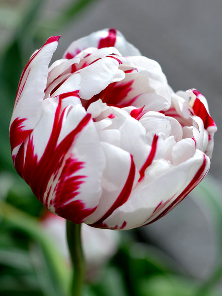 Tulip Bulbs | Carnival de Nice | Tulip Bulbs for Sale | DutchGrown