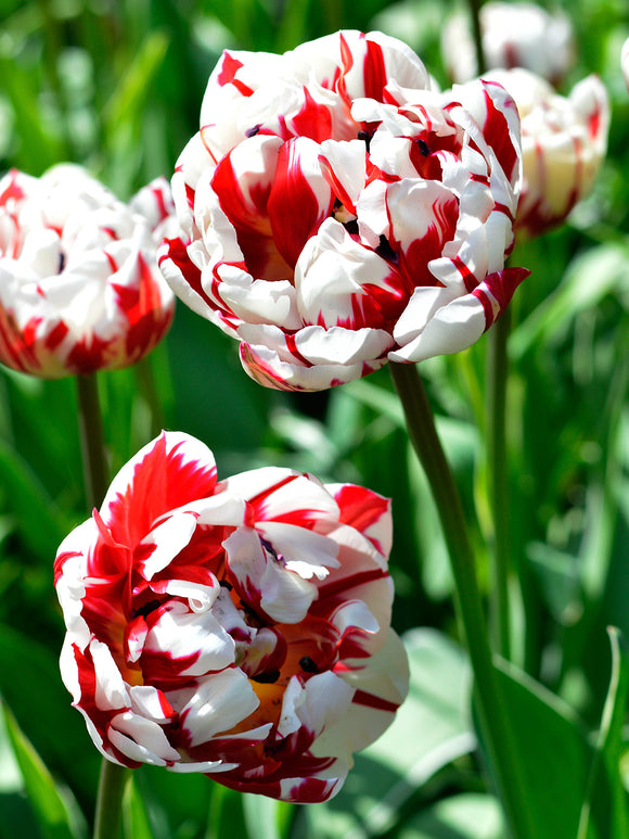 Tulip Carnival de Nice Bulbs