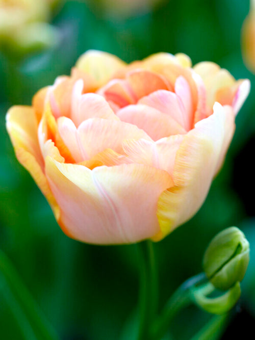 Double Tulip Salmon Angelique Charming Beauty
