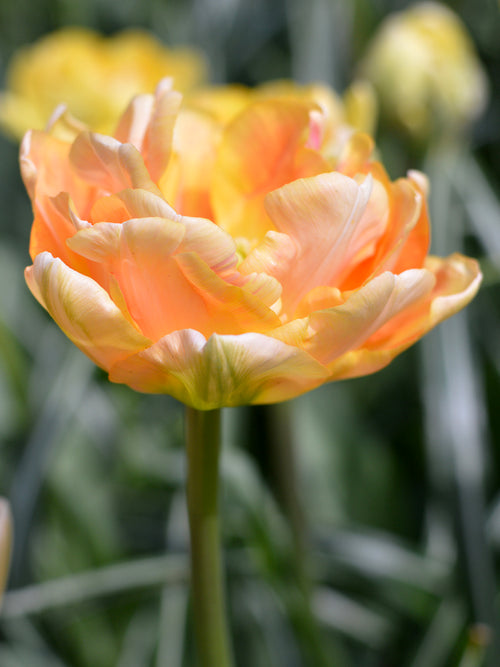Peach Double Peony Tulip Bulbs For Fall Planting Called Charming Beauty