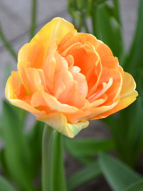 Tulip Charming Beauty apricot, mandarin, peach and orange.