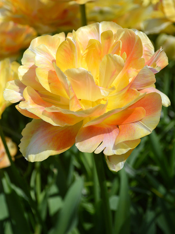 Peach Double Peony Tulip Bulbs For Fall Planting Called Charming Beauty
