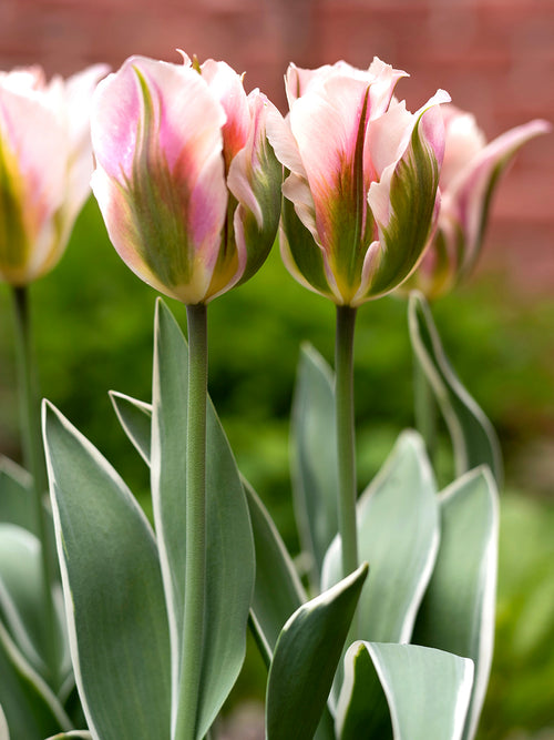 Green, Pink, White Viridiflora Tulip Bulbs China Town