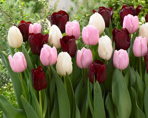 Tulip Pink, White, Black - Chocolate Candy Collection - DutchGrown