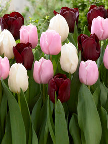 Tulip Chocolate Candy Collection