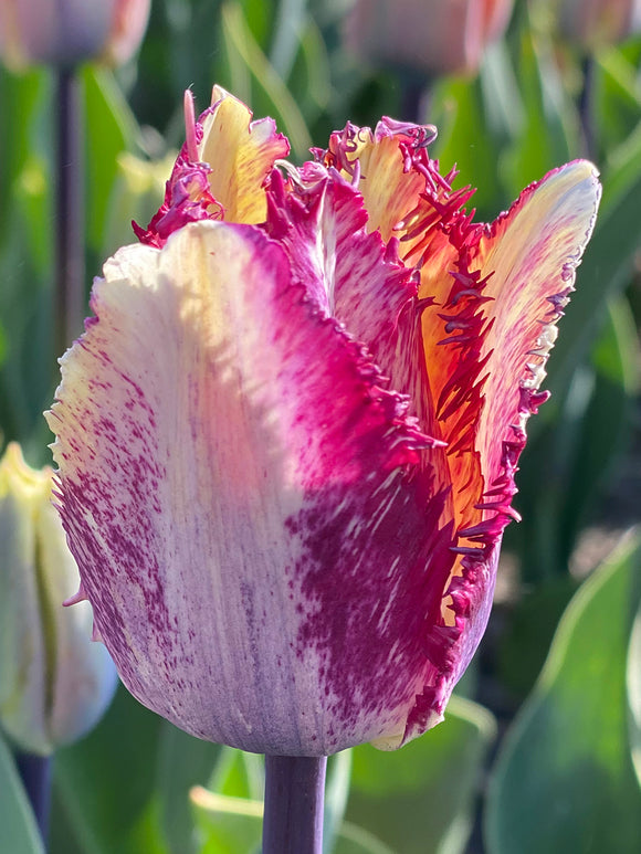 Fringed Tulip Color Fusion