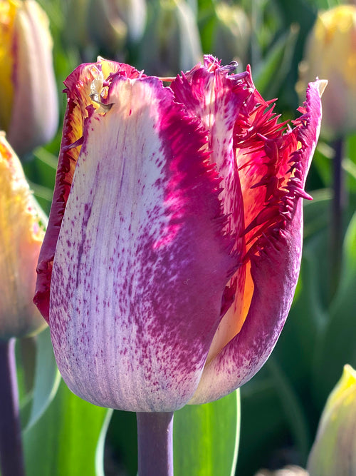 Fringed Tulip Color Fusion