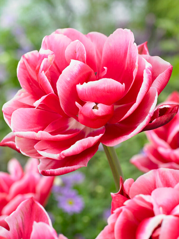 Tulip Columbus - Pink, Red, White - Flower Bulbs for Fall Planting