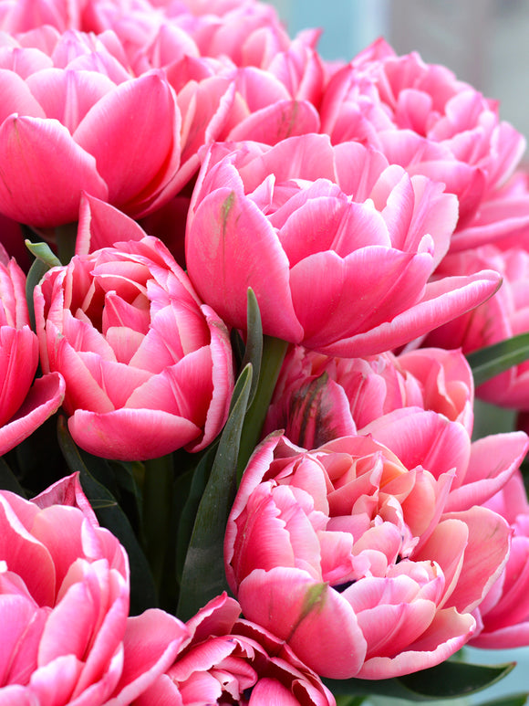 Tulip Columbus - Great Cut Flower - Flower Bulbs from Holland