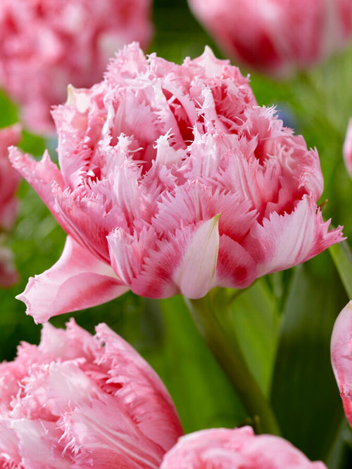 Exclusive Tulip Crispion Sweet - Fringed Peony Pink Tulips