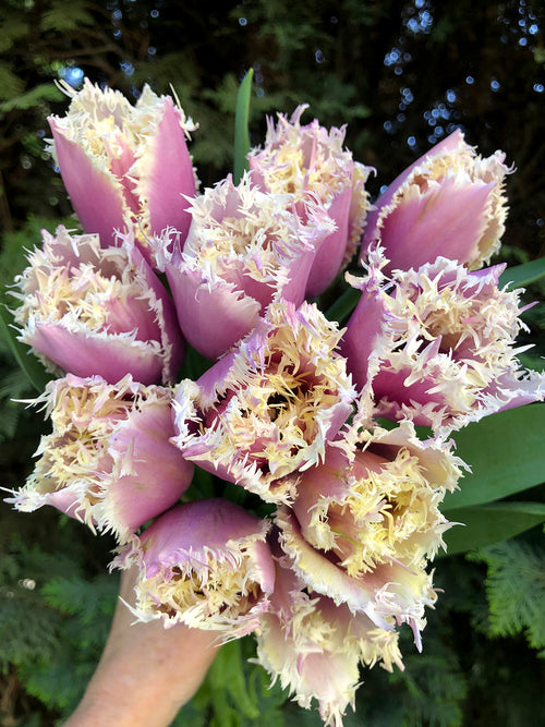 Purple and White fringed tulip flowers called Crunchy Cummins