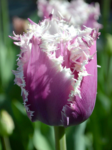 Tulip Crunchy Cummins | DutchGrown™ | Unique Tulips For Sale