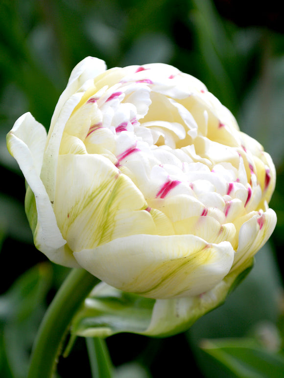 Exclusive Tulip Bulbs from Holland - Tulip Danceline, white, pink, red stripes