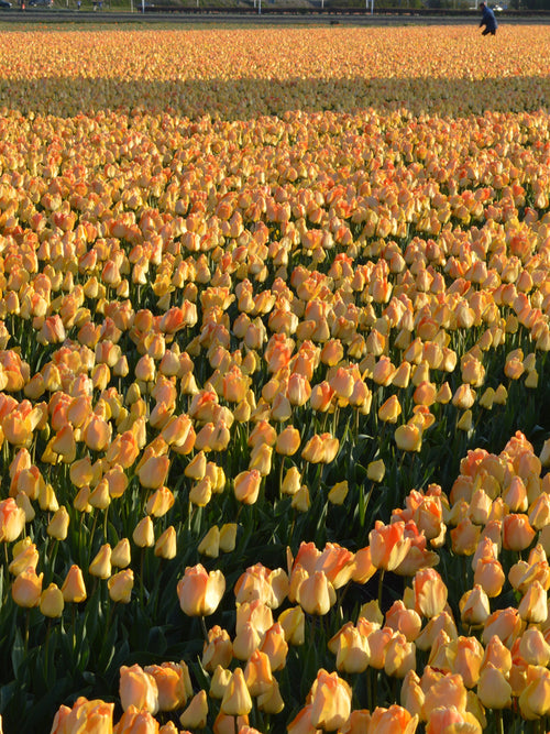 Wholesale Tulip Daydream