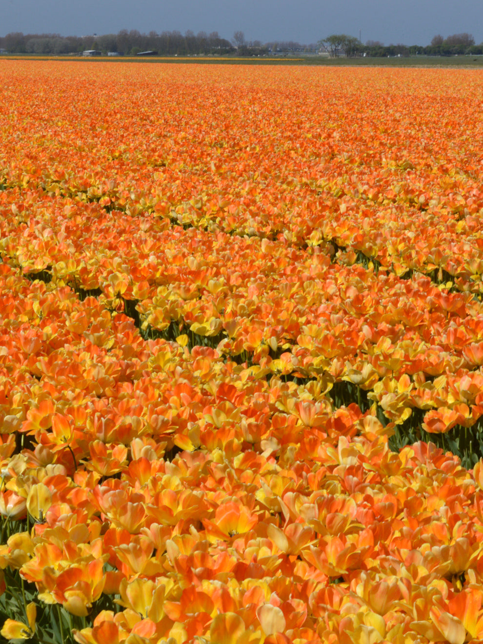 Tulip Springfield Order Tulip Bulbs From Holland at Justin Northcote blog