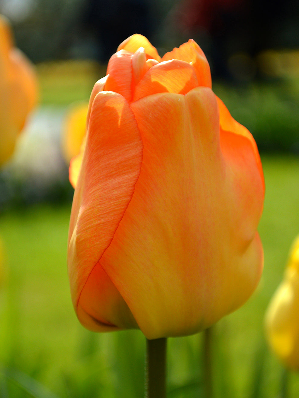 Tilly Tulp Order Tulip Bulbs From Holland at Justin Northcote blog